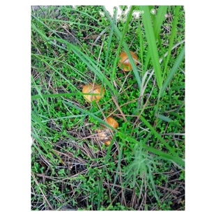 东北特产野生松蘑菇 松菇松蛾 粘团子干货松茸牛肝菌松菇1斤包邮