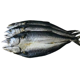 威海特产一卤鲜甜晒鲅鱼干尖嘴燕尾鲅鱼蓝点马鲛鱼淡干不咸5成干