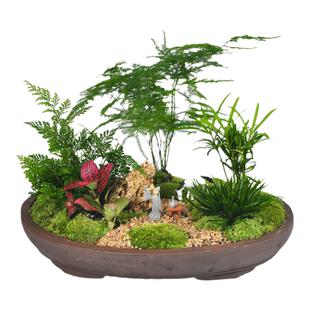岘山怀古盆景盆栽文竹菖蒲日式禅意室内桌面茶室创意DIY手工绿植