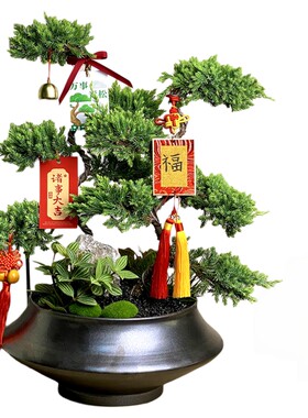 高档次绿植盆景送礼好寓意有面子