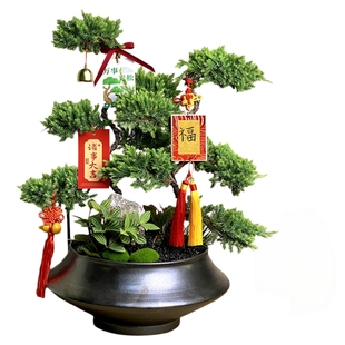 五层塔松盆栽迎客松树盆景客厅高档名贵绿植室内植物乔迁开业礼物