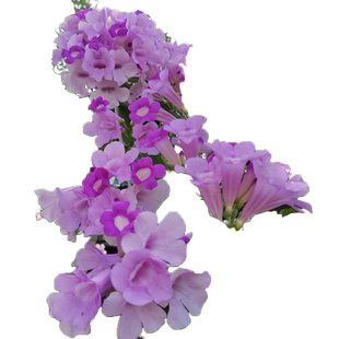 蒜香藤花紫铃庭院藤本植物法国香水炮仗花带叶攀援花卉盆栽开花卉