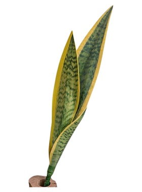 虎皮兰仿真花假绿植盆栽家居装饰品摆设花艺