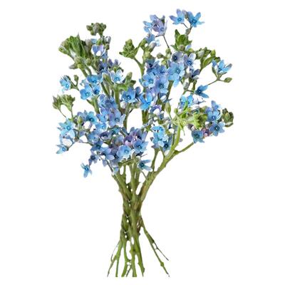 白色蓝星花鲜花配花鲜切直发