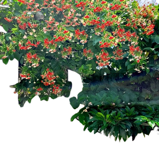 使君子爬藤植物大苗室内外重瓣大花庭院阳台四季常绿驱蚊花卉绿植