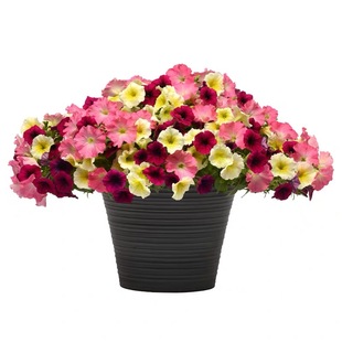 满24元包邮矮牵牛花苗 垂吊 重瓣冰淡紫 伊丽莎白 星空 苏糖泡泡