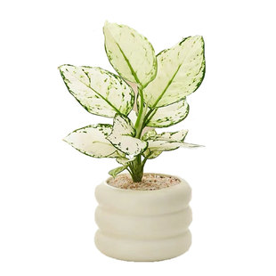 白象白如意盆栽耐阴水培盆栽室内桌面好养活净化空气观叶水养绿植