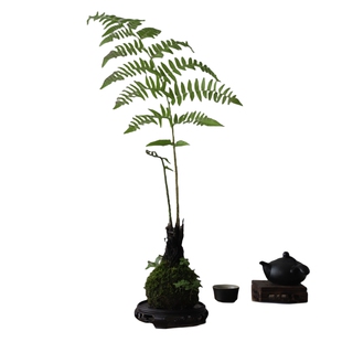 一叶蕨蕨类水培植物办公室内绿植盆栽好养红磷苔藓球茶桌禅意盆景