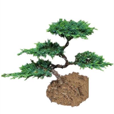 迎客松地柏盆景素材绿化四季常青