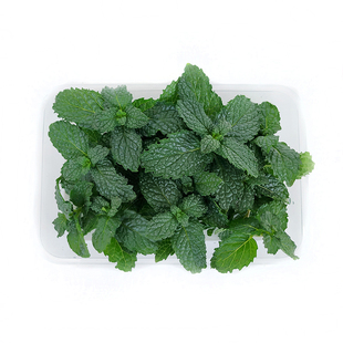 新鲜薄荷叶约40朵可食用薄荷头薄荷芽酒店西餐调酒蛋糕装饰点缀