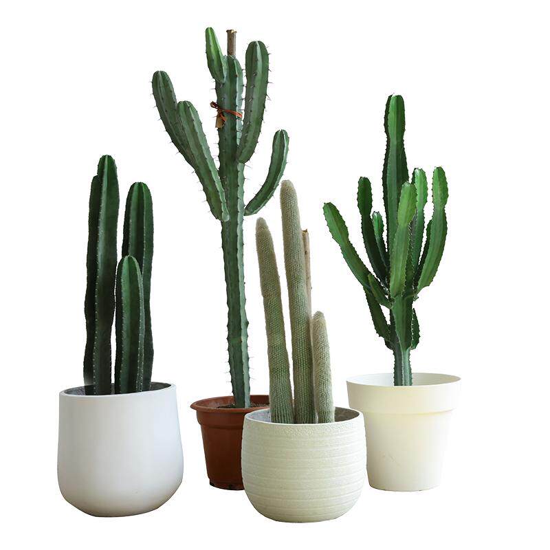 量天尺沙生植物室内好养活