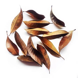 鱼缸布景南美原生雨淋溪流鱼缸沉枯枝落叶造景榄仁叶龙眼叶桤木果