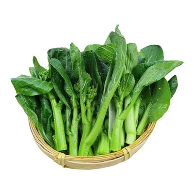 宁夏菜心苗菜心苗菜心仔鲜嫩清甜