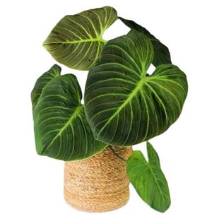 虹越橙柄蔓绿绒观叶绿植室内盆栽阳台办公桌面好养活常绿网红热植