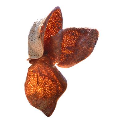 农家晒正宗新会陈皮5年老树陈皮