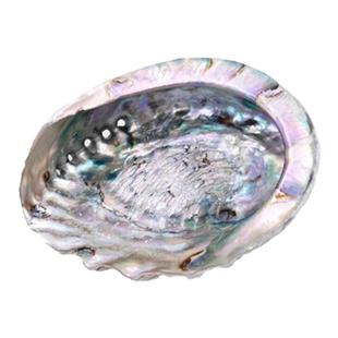 鲍鱼壳超大尺寸进口天然澳洲白鲍鱼壳净化容器器皿水元素圣木支架