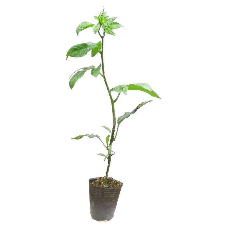 纯甜百香果树苗嫁接苗爬藤四季结果纯甜大果百香果苗盆栽