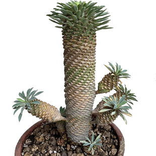 植物员外 铁甲麒麟 一物一拍 大戟科 块根 多肉植物 盆栽