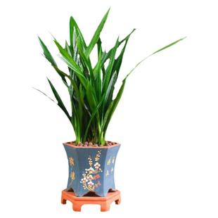 墨兰剑兰花苗精品花卉盆栽室内阳台浓香绿植物金边企黑四季耐寒好