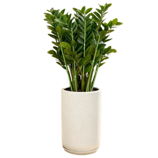 金钱树支撑杆花盆支架杆花卉植物园艺花架爬藤固定杆造型包塑种花