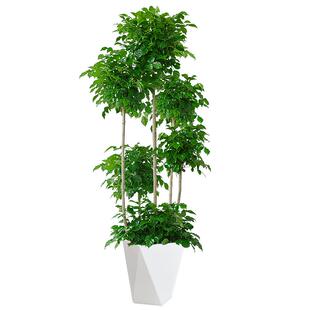 幸福树盆栽植物室内办公室盆景乔迁大型绿植客厅高级落地四季花卉