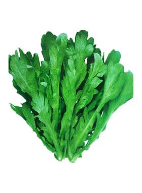 皇帝菜中叶茼蒿种子简单易种植