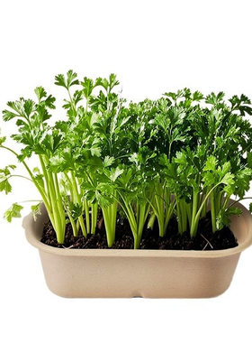 香草香料5款各1个可食用家庭种植