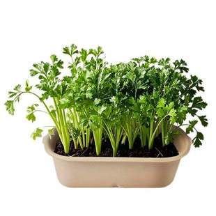 厨房香草薄荷轻食家庭可食用植物种子儿童种植小盆栽小葱香菜观察