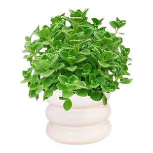 碰碰香驱蚊老桩盆栽多肉绿植办公室内桌面一抹香净化空气趣味好养