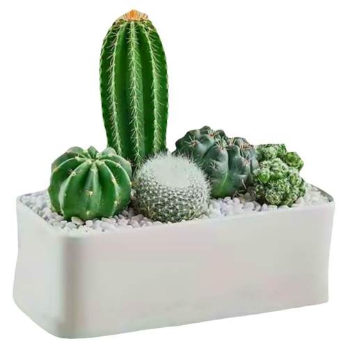 多肉植物仙人球盆栽植物仙人掌办公室内盆栽仙人掌类植物花卉盆栽