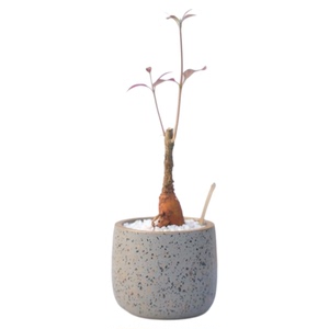 安第参人参盆栽绿植礼品