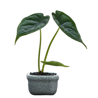 桌面盆景绿植狼尾蕨酒瓶兰