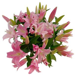 香水百合花鲜花云南基地直发重瓣百合鲜切花花束家用插花空运包邮