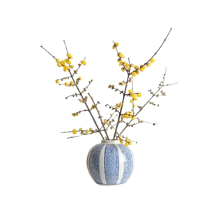 水培植物腊梅鲜花鲜切花室内好养耐寒浓香型干支腊梅枝条客厅澳洲