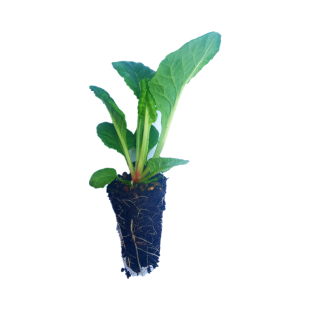 深山花奴【盆苗】鲜花高杆报春耐寒阳台庭院条纹蓝斑马蛋挞年宵花