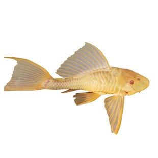 渔你有缘红眼女王大帆黄金色女皇清道夫大条缸里垃圾清洁工观赏鱼