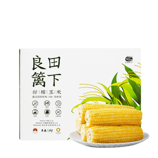 良田篱下 东北甜糯黄玉米非转基因低脂粗粮玉米试吃装