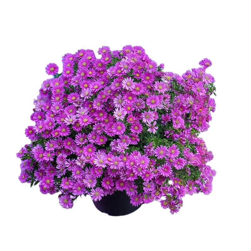 海蒂的花园官方旗舰店洋菊乒乓菊苗盆栽带花苞庭院阳台花卉绿植