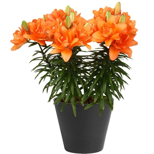 亚洲百合种球大全特殊系列百合进口花种子矮生多花庭院百合盆栽