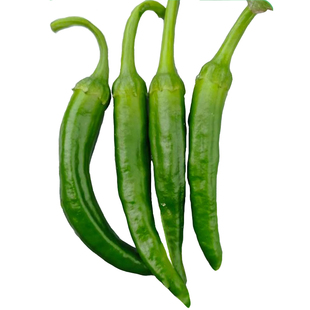 正宗寿禾樟树港辣椒种子种籽孑苗湖南苗秧旗舰店籽种秧苗张树港