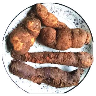 中药材隔山消新鲜白首乌 贵州野山隔山撬隔山牛皮消滋补食材500克