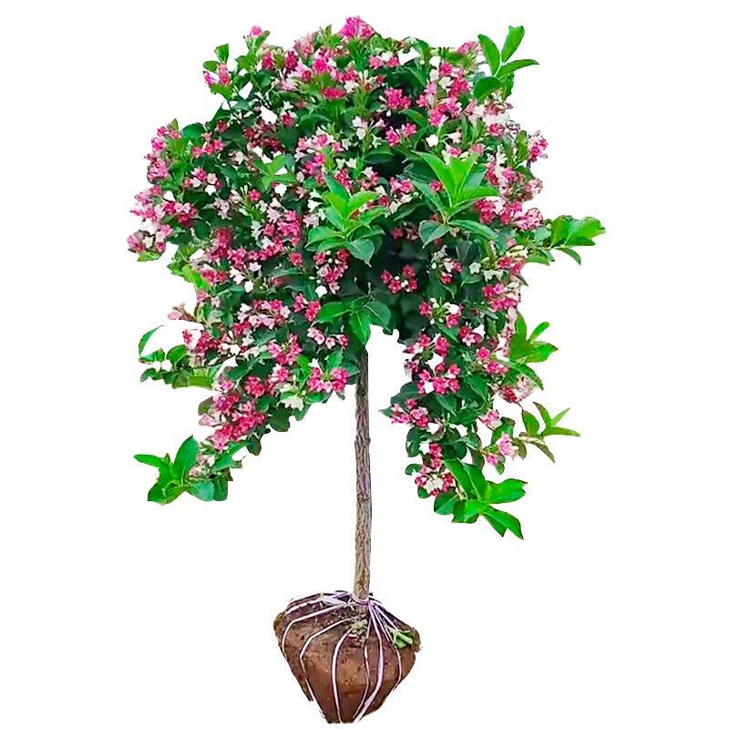 五彩锦带花树苗盆栽锦带小苗庭院大型耐寒风景树高杆五彩锦带树苗