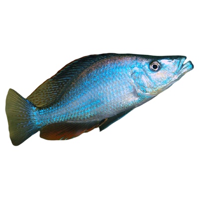 岩栖淡水热带鱼活体三湖慈鲷