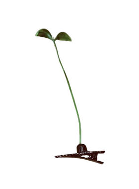 咪咖小草发夹头上长草夹子