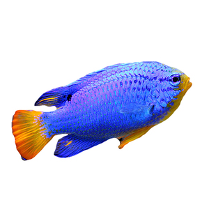 红尾蓝魔 海水鱼活体观赏鱼缸宠物3-4cm青魔小丑鱼闯缸快递包活