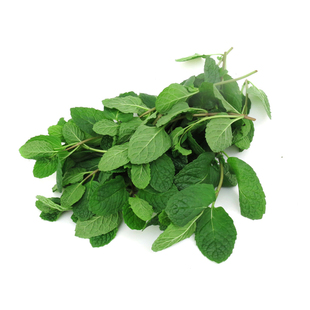 新鲜留兰香薄荷叶500g 多省包邮莫吉托调酒食用薄荷