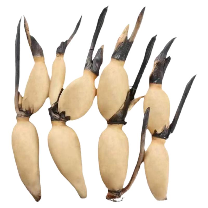 食用莲藕种苗种根池田高产大型蔬菜莲藕荷花苗粉脆籽藕种根苗藕苗