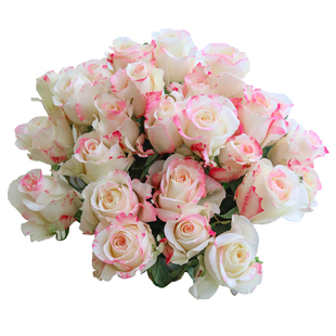 顺丰包邮如意郁金香鲜切花荷兰一代球高品质基地直发花期长