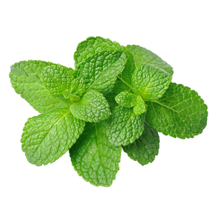 薄荷幼苗盆栽种子种籽子可食用叶阳台驱蚊草留兰香柠檬苗孑籽种