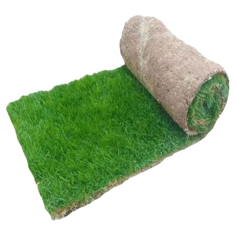 草皮真草坪带泥土别墅花园绿化马尼拉四季青果岭草易活耐践踏